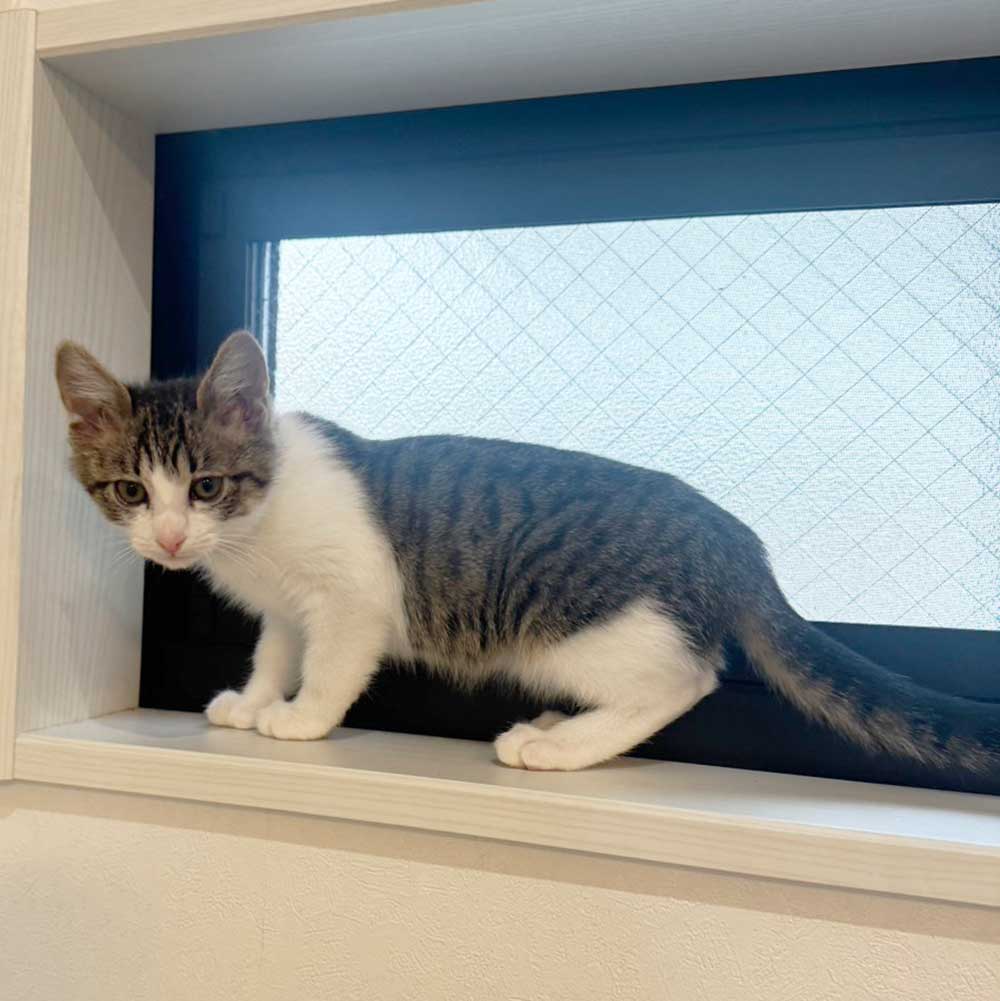 A o i ドールちゃんの里親ページ A o i ドールちゃんの里親ページ リクエストあおい様用頁 A o i ドール