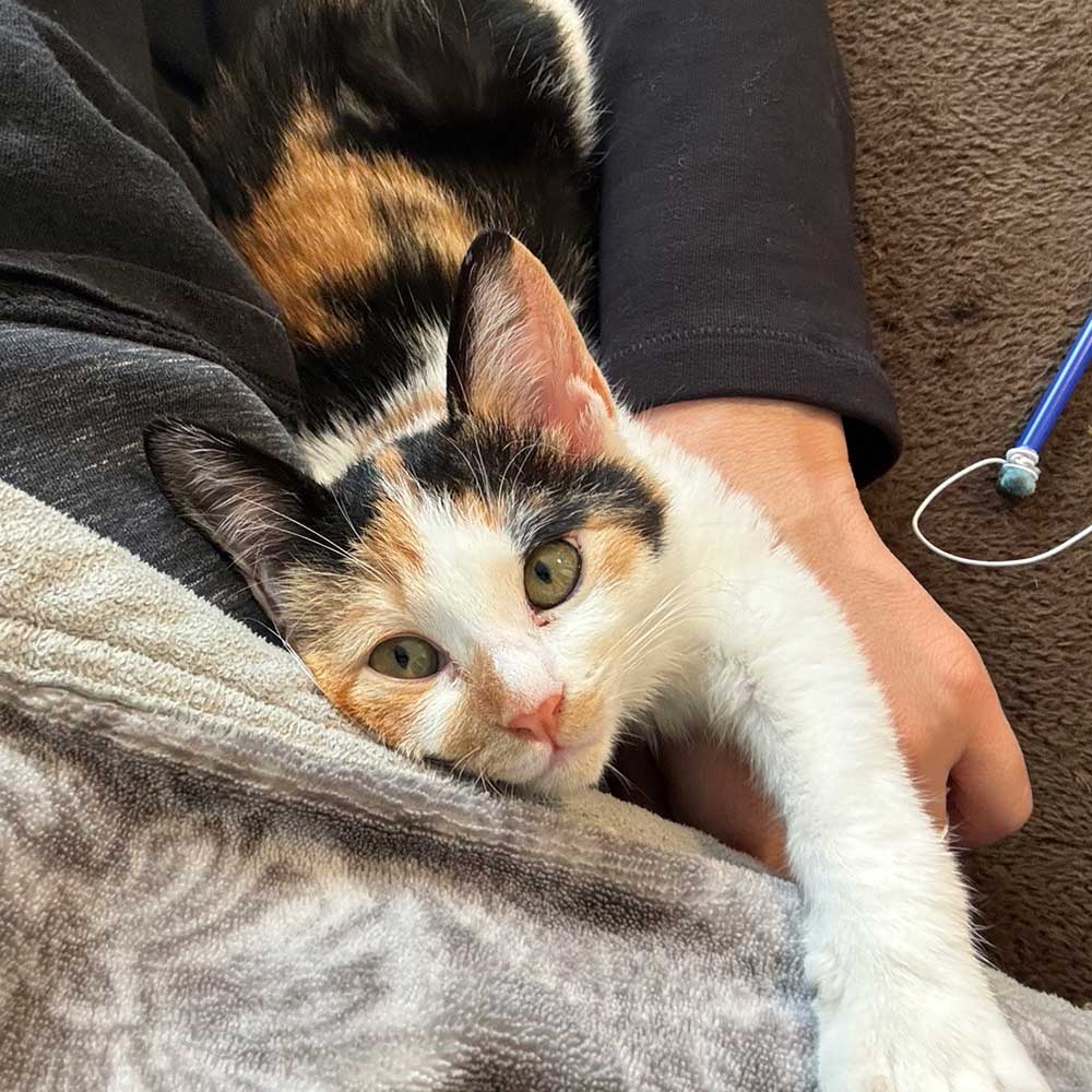 里親さん家の家族になって1ヶ月。「鈴ちゃん」と「桜ちゃん」になり