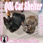 ブログ投稿サムネイル