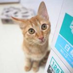 ブログ投稿サムネイル