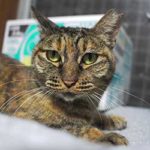 ブログ投稿サムネイル