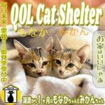 ブログ投稿サムネイル