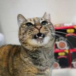 ブログ投稿サムネイル