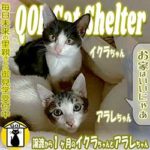 ブログ投稿サムネイル