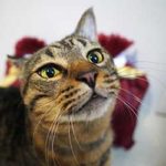 ブログ投稿サムネイル