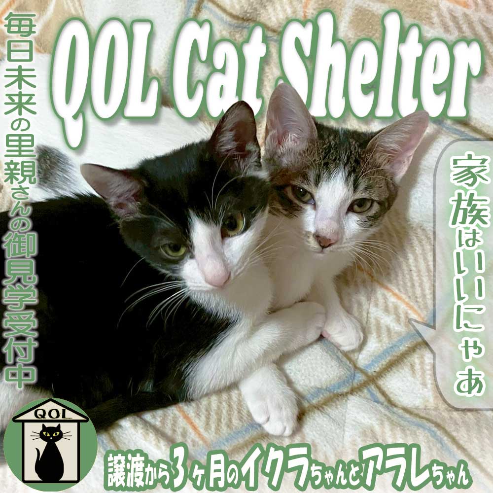 里親さん家の家族になって3ヶ月。「イクラちゃん」と「アラレちゃん