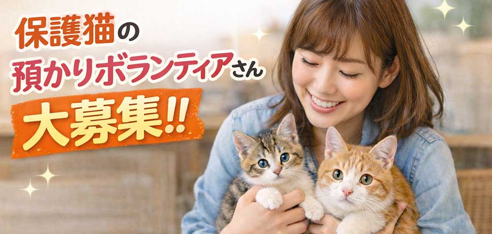 保護猫の預かりボランティアを募集している大阪堺市のシェルター