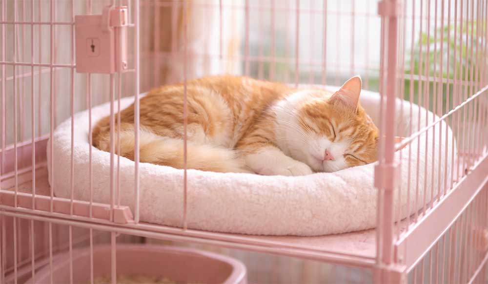 猫のケージは必要?購入前に知りたい役割・設置場所・選び方