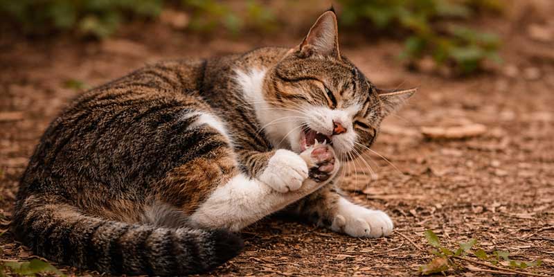 野良猫の後ろ足の処理