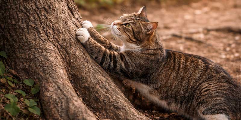 野良猫の爪とぎ
